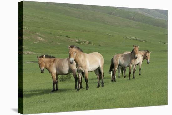 Przewalski horse's (Equus ferus przewalski) Khustain Nuruu National Park, Mongolia. June.-Valeriy Maleev-Stretched Canvas