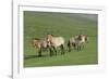 Przewalski horse's (Equus ferus przewalski) Khustain Nuruu National Park, Mongolia. June.-Valeriy Maleev-Framed Photographic Print