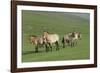 Przewalski horse's (Equus ferus przewalski) Khustain Nuruu National Park, Mongolia. June.-Valeriy Maleev-Framed Photographic Print