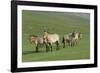 Przewalski horse's (Equus ferus przewalski) Khustain Nuruu National Park, Mongolia. June.-Valeriy Maleev-Framed Photographic Print