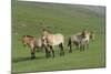 Przewalski horse's (Equus ferus przewalski) Khustain Nuruu National Park, Mongolia. June.-Valeriy Maleev-Mounted Photographic Print