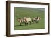 Przewalski horse's (Equus ferus przewalski) Khustain Nuruu National Park, Mongolia. June.-Valeriy Maleev-Framed Photographic Print