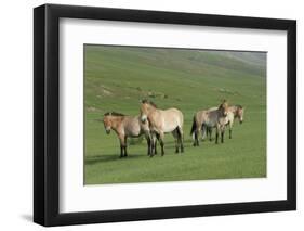 Przewalski horse's (Equus ferus przewalski) Khustain Nuruu National Park, Mongolia. June.-Valeriy Maleev-Framed Photographic Print
