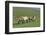 Przewalski horse's (Equus ferus przewalski) Khustain Nuruu National Park, Mongolia. June.-Valeriy Maleev-Framed Photographic Print