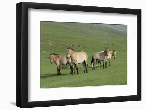 Przewalski horse's (Equus ferus przewalski) Khustain Nuruu National Park, Mongolia. June.-Valeriy Maleev-Framed Photographic Print