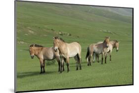 Przewalski horse's (Equus ferus przewalski) Khustain Nuruu National Park, Mongolia. June.-Valeriy Maleev-Mounted Photographic Print