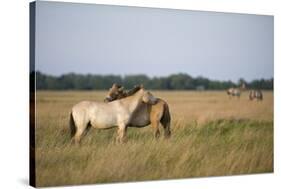 Przewalski Horses (Equus Ferus Przewalskii) Mutual Grooming, Hortobagy National Park, Hungary-Radisics-Stretched Canvas
