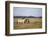 Przewalski Horses (Equus Ferus Przewalskii) Mutual Grooming, Hortobagy National Park, Hungary-Radisics-Framed Photographic Print