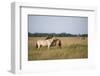 Przewalski Horses (Equus Ferus Przewalskii) Mutual Grooming, Hortobagy National Park, Hungary-Radisics-Framed Photographic Print