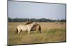 Przewalski Horses (Equus Ferus Przewalskii) Mutual Grooming, Hortobagy National Park, Hungary-Radisics-Mounted Photographic Print