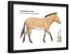 Przewalski's Horse (Equus Caballus Przewalskii), Mammals-Encyclopaedia Britannica-Framed Poster
