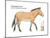 Przewalski's Horse (Equus Caballus Przewalskii), Mammals-Encyclopaedia Britannica-Mounted Poster