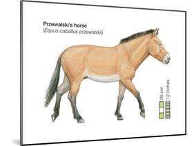 Przewalski's Horse (Equus Caballus Przewalskii), Mammals-Encyclopaedia Britannica-Mounted Poster