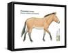 Przewalski's Horse (Equus Caballus Przewalskii), Mammals-Encyclopaedia Britannica-Framed Stretched Canvas