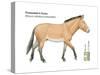 Przewalski's Horse (Equus Caballus Przewalskii), Mammals-Encyclopaedia Britannica-Stretched Canvas