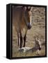 Przewalski's Horses in Kalamaili National Park, Xinjiang Province, North-West China, September 2006-George Chan-Framed Stretched Canvas