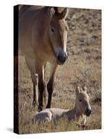 Przewalski's Horses in Kalamaili National Park, Xinjiang Province, North-West China, September 2006-George Chan-Stretched Canvas