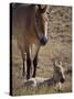 Przewalski's Horses in Kalamaili National Park, Xinjiang Province, North-West China, September 2006-George Chan-Stretched Canvas