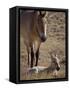 Przewalski's Horses in Kalamaili National Park, Xinjiang Province, North-West China, September 2006-George Chan-Framed Stretched Canvas