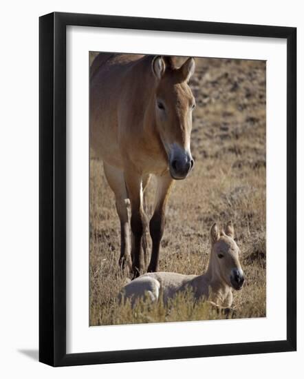 Przewalski's Horses in Kalamaili National Park, Xinjiang Province, North-West China, September 2006-George Chan-Framed Photographic Print