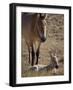 Przewalski's Horses in Kalamaili National Park, Xinjiang Province, North-West China, September 2006-George Chan-Framed Photographic Print