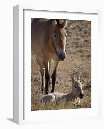 Przewalski's Horses in Kalamaili National Park, Xinjiang Province, North-West China, September 2006-George Chan-Framed Photographic Print