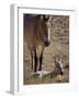 Przewalski's Horses in Kalamaili National Park, Xinjiang Province, North-West China, September 2006-George Chan-Framed Photographic Print