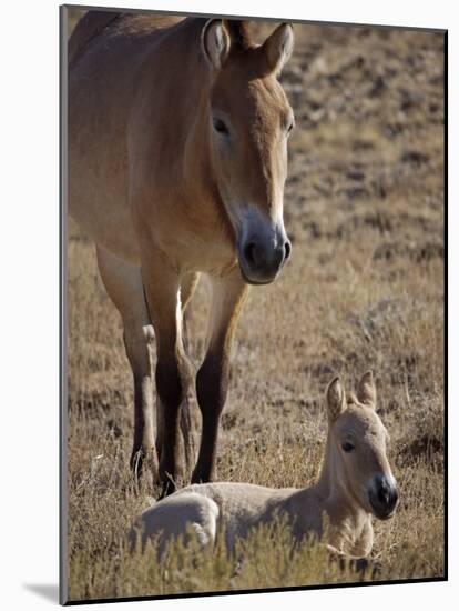 Przewalski's Horses in Kalamaili National Park, Xinjiang Province, North-West China, September 2006-George Chan-Mounted Photographic Print