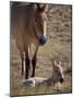 Przewalski's Horses in Kalamaili National Park, Xinjiang Province, North-West China, September 2006-George Chan-Mounted Photographic Print