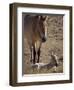 Przewalski's Horses in Kalamaili National Park, Xinjiang Province, North-West China, September 2006-George Chan-Framed Photographic Print