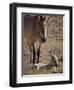 Przewalski's Horses in Kalamaili National Park, Xinjiang Province, North-West China, September 2006-George Chan-Framed Photographic Print