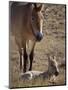 Przewalski's Horses in Kalamaili National Park, Xinjiang Province, North-West China, September 2006-George Chan-Mounted Photographic Print