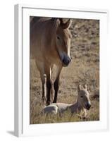 Przewalski's Horses in Kalamaili National Park, Xinjiang Province, North-West China, September 2006-George Chan-Framed Photographic Print