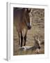 Przewalski's Horses in Kalamaili National Park, Xinjiang Province, North-West China, September 2006-George Chan-Framed Photographic Print