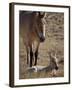 Przewalski's Horses in Kalamaili National Park, Xinjiang Province, North-West China, September 2006-George Chan-Framed Photographic Print