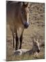 Przewalski's Horses in Kalamaili National Park, Xinjiang Province, North-West China, September 2006-George Chan-Mounted Photographic Print