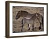 Przewalski's Horses in Kalamaili National Park, Xinjiang Province, North-West China, September 2006-George Chan-Framed Photographic Print