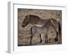 Przewalski's Horses in Kalamaili National Park, Xinjiang Province, North-West China, September 2006-George Chan-Framed Photographic Print