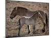 Przewalski's Horses in Kalamaili National Park, Xinjiang Province, North-West China, September 2006-George Chan-Mounted Photographic Print