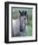 Przewalski's wild horse (Equus przewalskii gemini)-null-Framed Premium Giclee Print