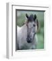 Przewalski's wild horse (Equus przewalskii gemini)-null-Framed Premium Giclee Print