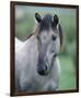 Przewalski's wild horse (Equus przewalskii gemini)-null-Framed Premium Giclee Print