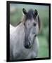 Przewalski's wild horse (Equus przewalskii gemini)-null-Framed Premium Giclee Print