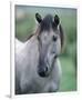 Przewalski's wild horse (Equus przewalskii gemini)-null-Framed Premium Giclee Print