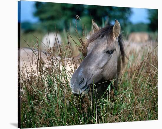 Przewalski's wild horse (Equus przewalskii gemini)-null-Stretched Canvas