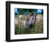 Przewalski's wild horse (Equus przewalskii gemini)-null-Framed Art Print