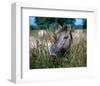 Przewalski's wild horse (Equus przewalskii gemini)-null-Framed Art Print