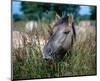 Przewalski's wild horse (Equus przewalskii gemini)-null-Mounted Art Print