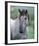 Przewalski's wild horse (Equus przewalskii gemini)-null-Framed Art Print