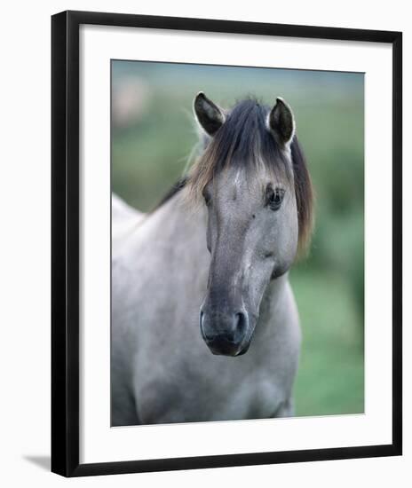 Przewalski's wild horse (Equus przewalskii gemini)-null-Framed Art Print